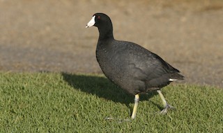  - American Coot (Red-shielded)