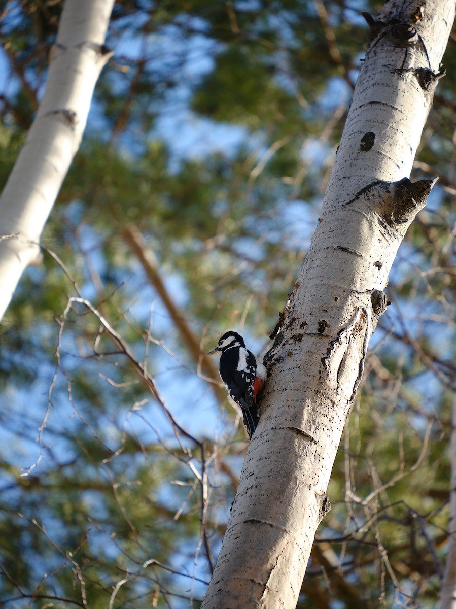 Great Spotted Woodpecker - Vitaly Kravchenko