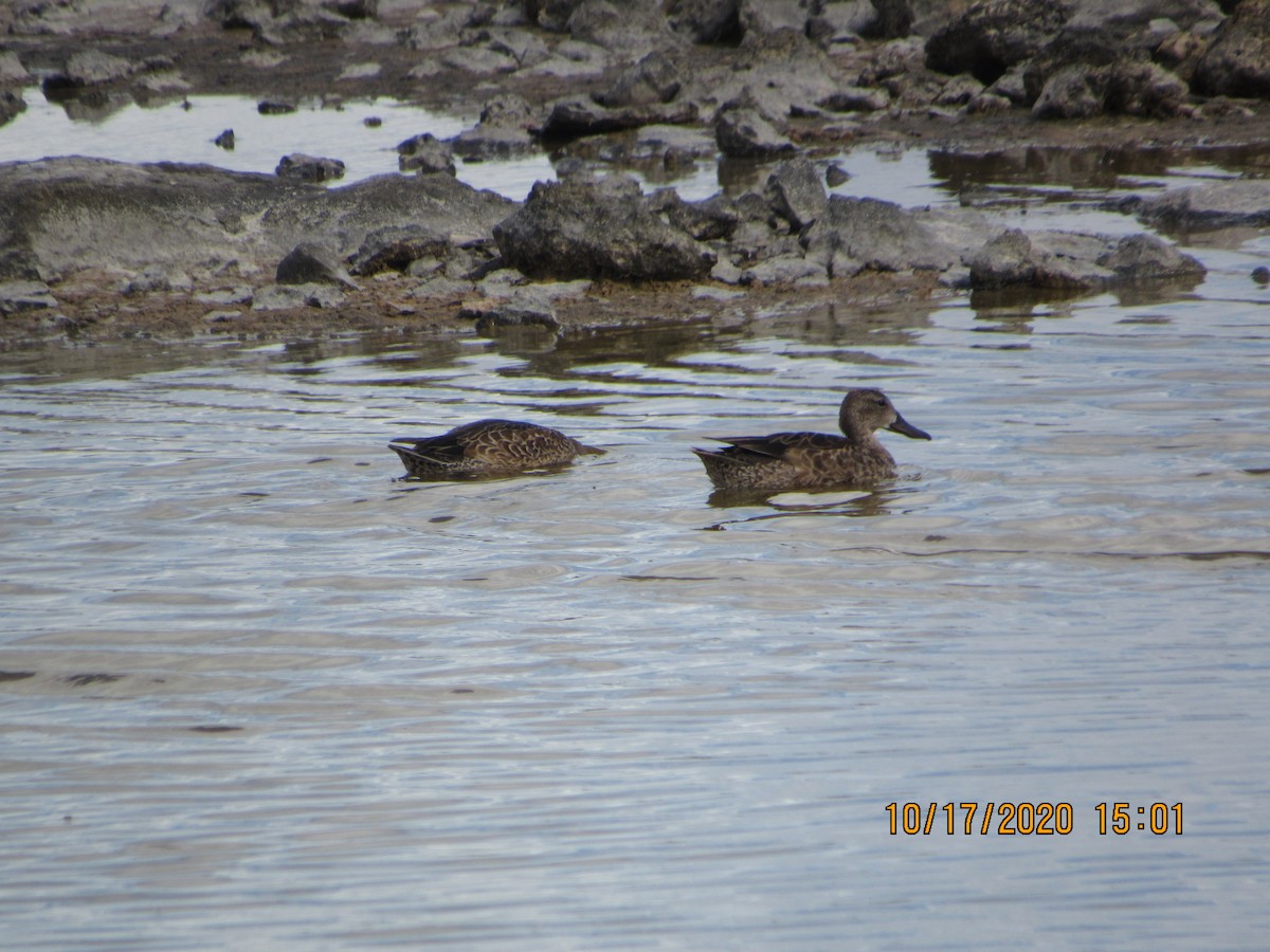Blue-winged Teal - ML272144421
