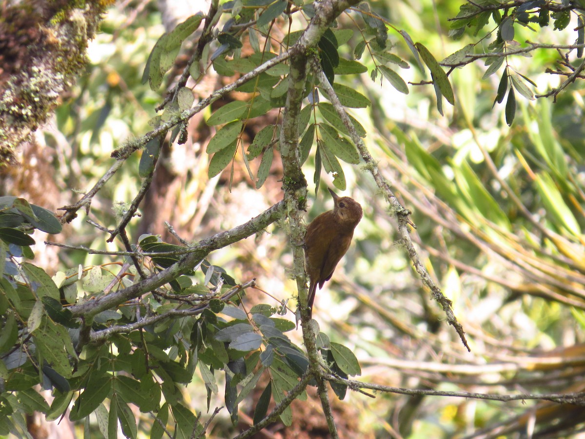 Smoky-brown Woodpecker - ML27214481