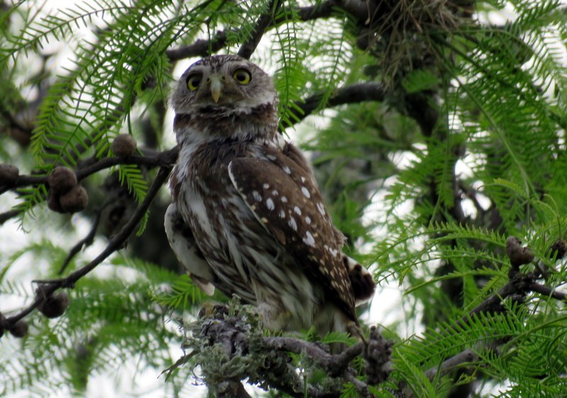 Ferruginous Pygmy-Owl - ML272147621
