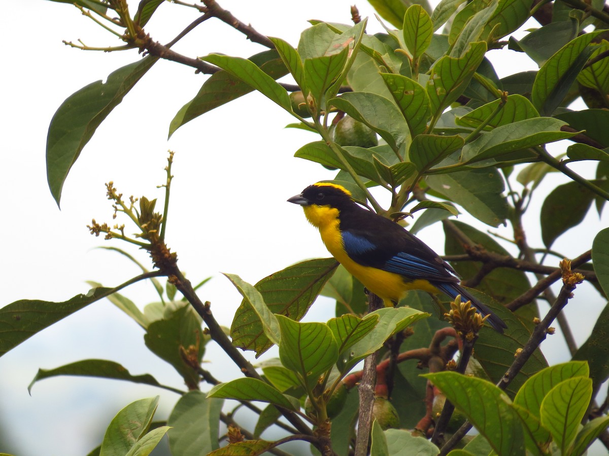 Blue-winged Mountain Tanager - ML27214801