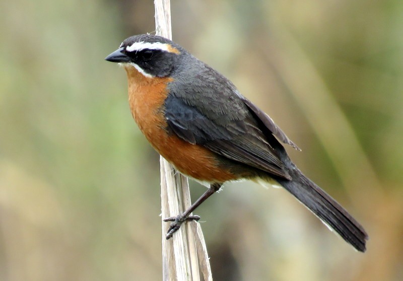 Black-and-rufous Warbling Finch - ML272151681