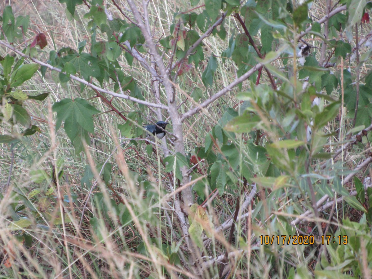 Black-throated Blue Warbler - ML272152461