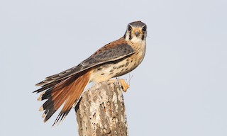  - American Kestrel