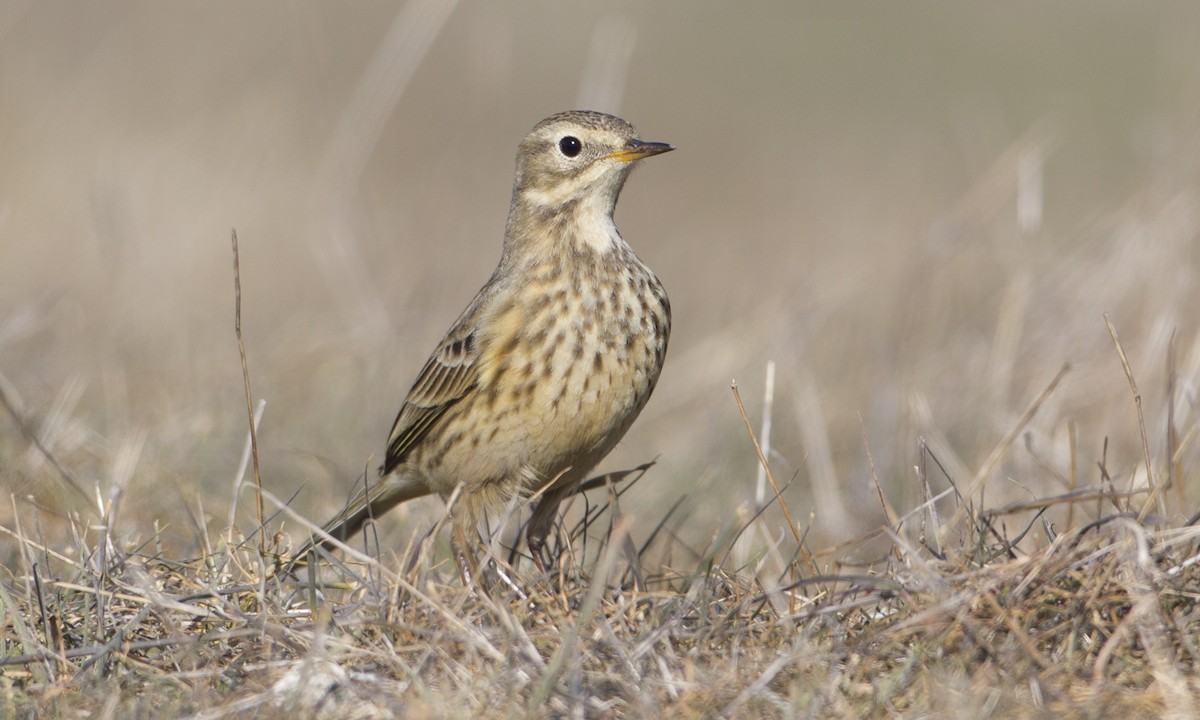 American Pipit (rubescens Group) - ML27215711