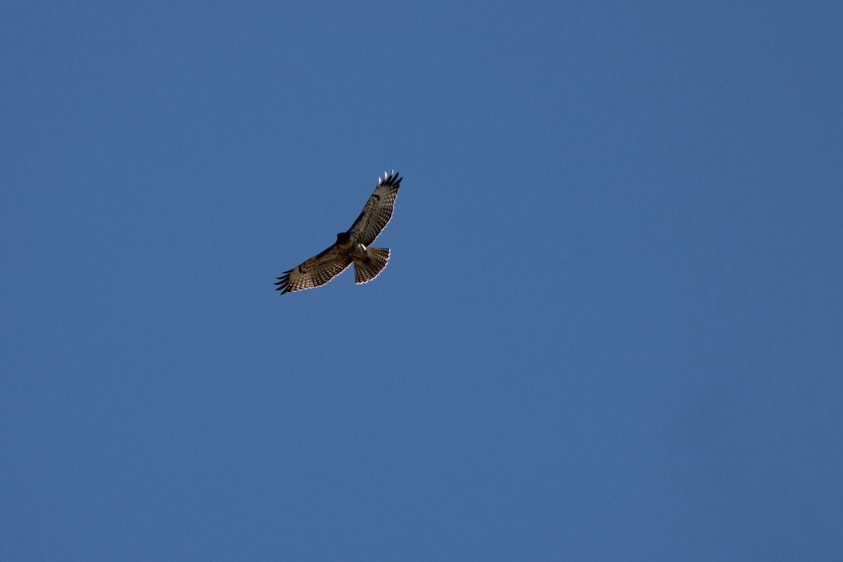 Red-tailed Hawk - ML272158241