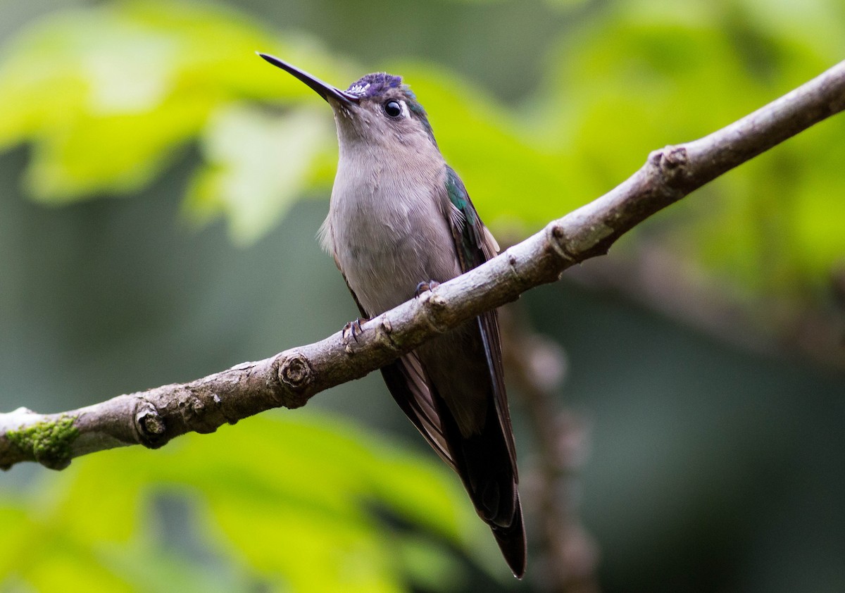 kolibřík klínoocasý - ML272159711