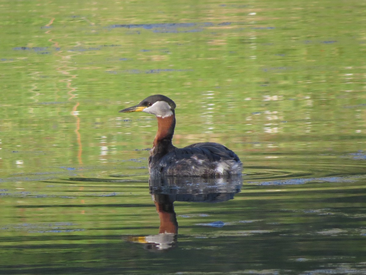 Red-necked Grebe - Tristan Lowery
