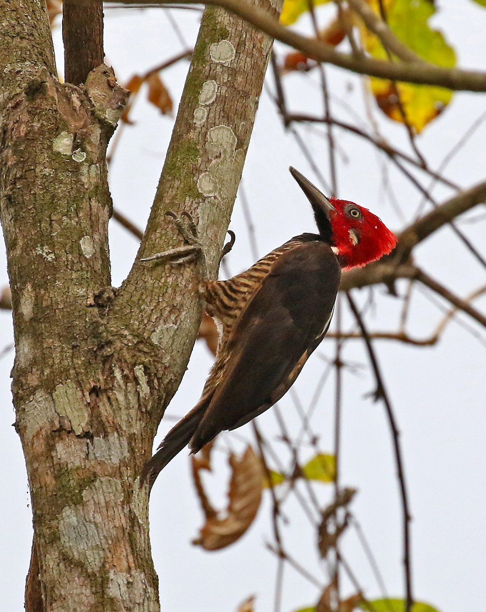 Guayaquil Woodpecker - Roger Ahlman