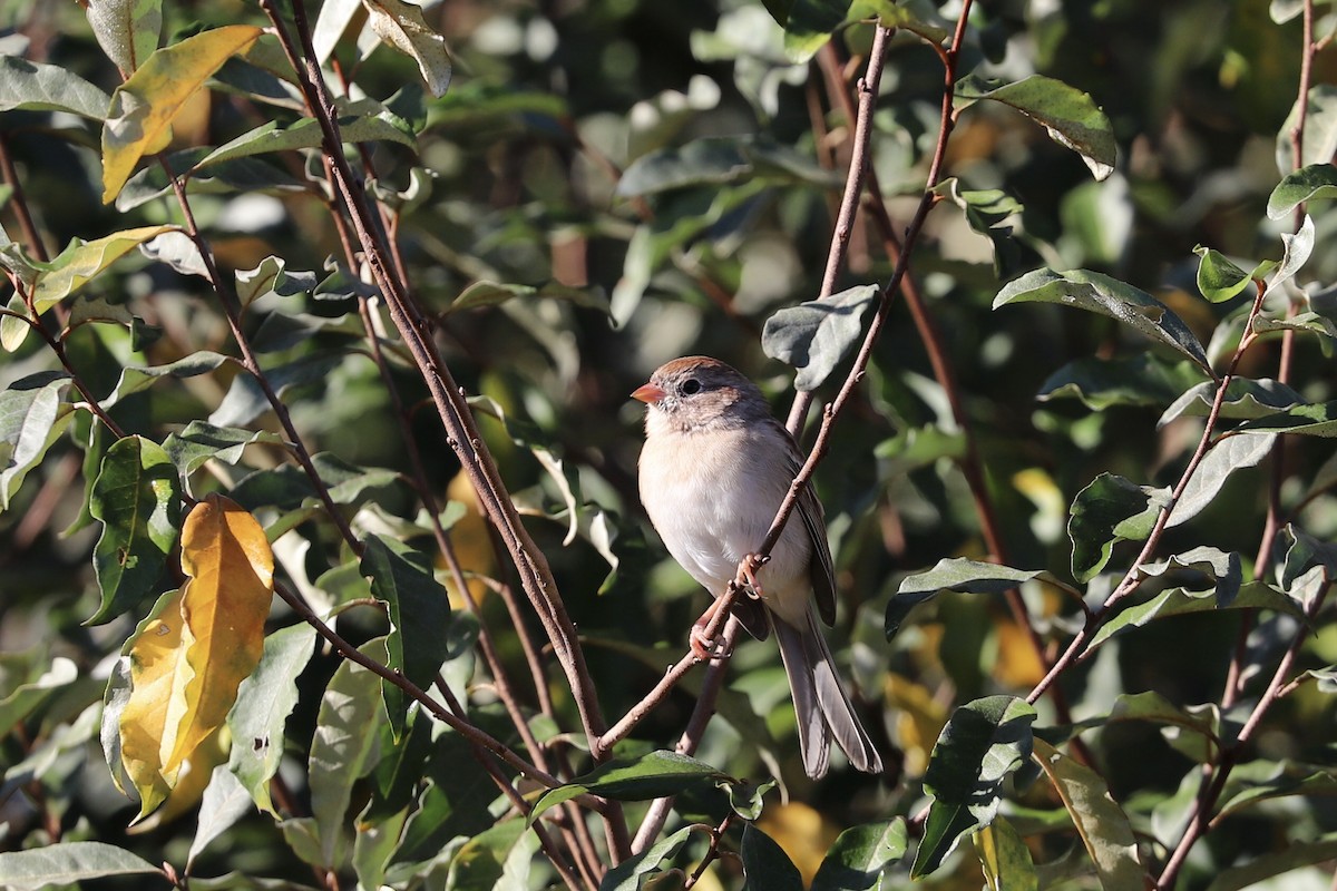 Field Sparrow - ML272176701