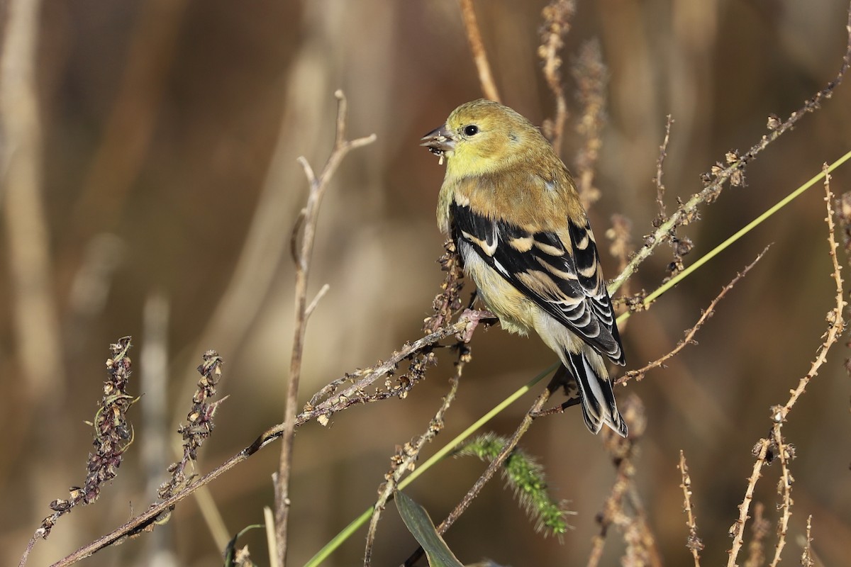 American Goldfinch - Olivier Langrand
