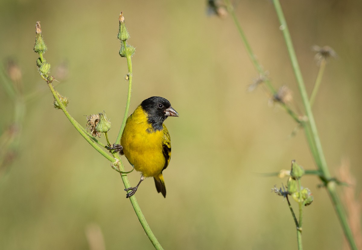 Hooded Siskin - Mateus  R. Giotto
