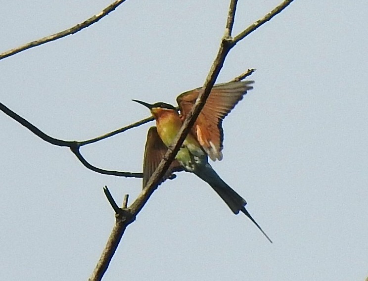 Blue-tailed Bee-eater - ML272183481