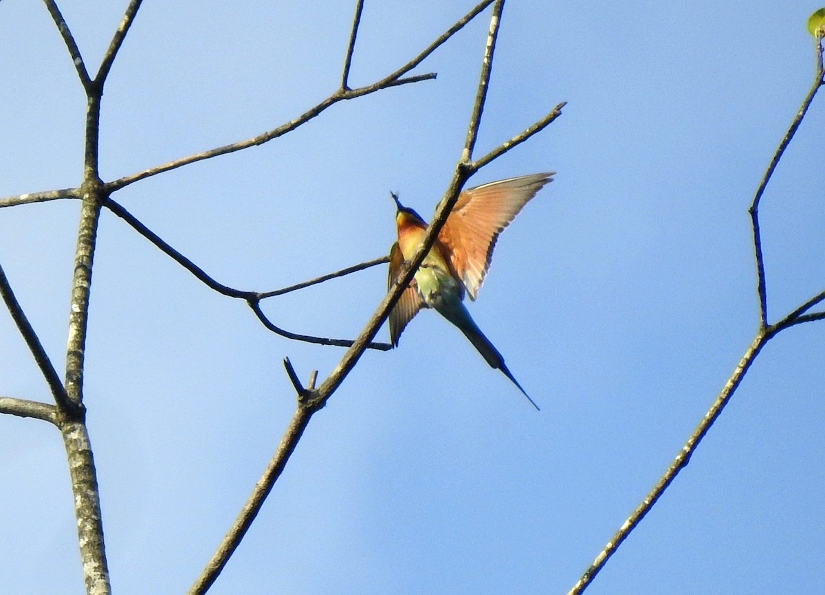 Blue-tailed Bee-eater - ML272183491