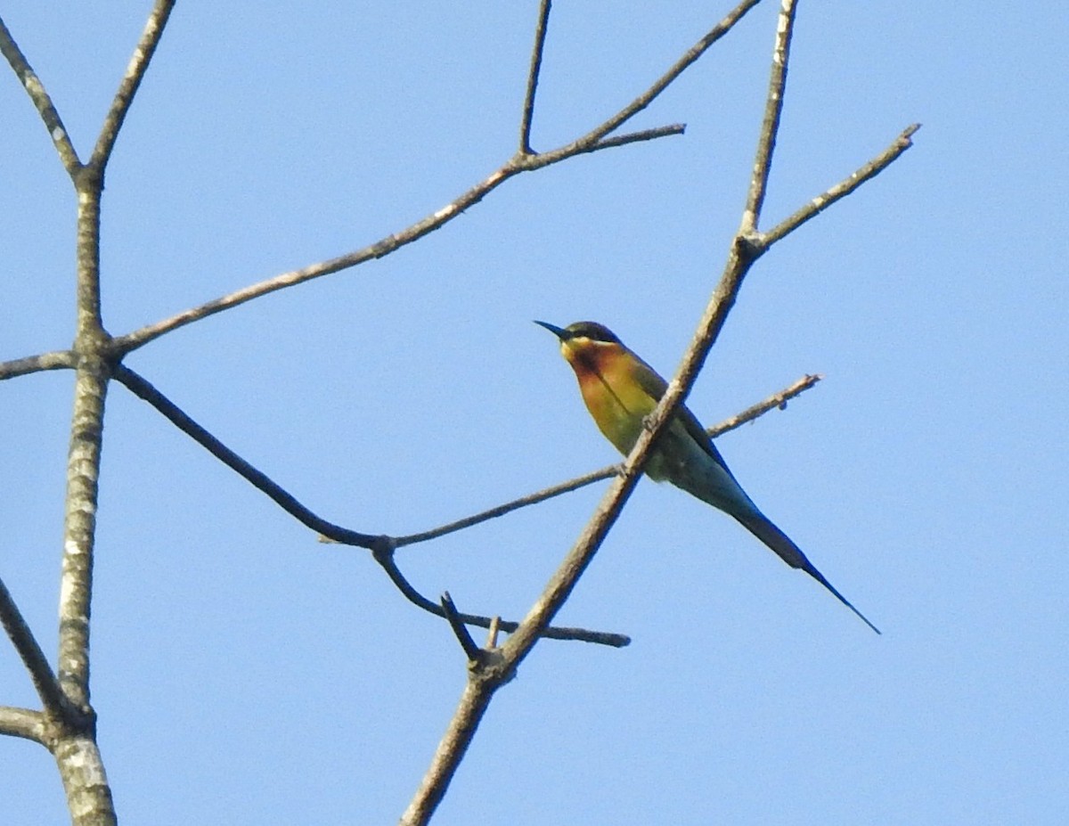 Blue-tailed Bee-eater - ML272183511