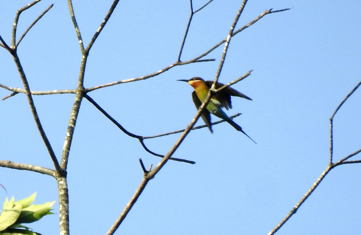 Blue-tailed Bee-eater - ML272183571