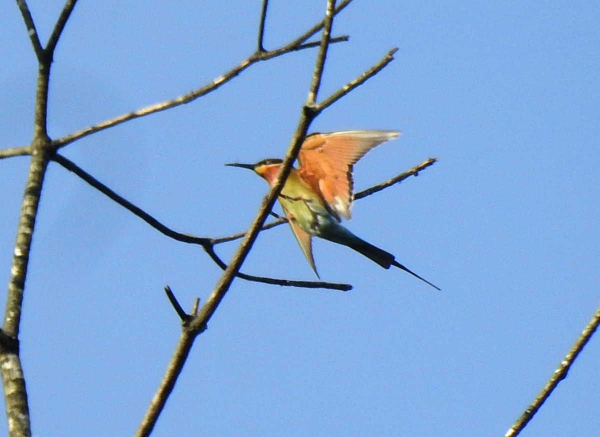 Blue-tailed Bee-eater - ML272183611