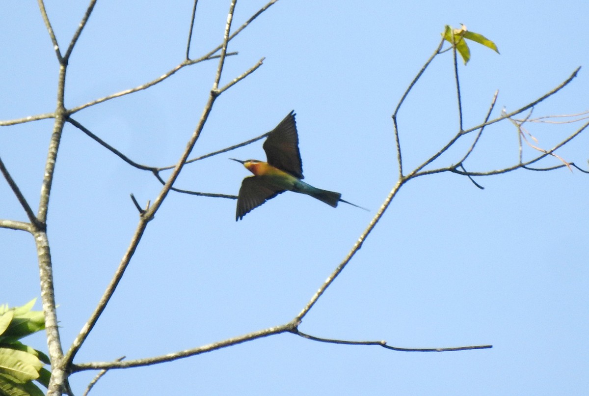 Blue-tailed Bee-eater - ML272183621