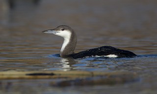  - Arctic Loon