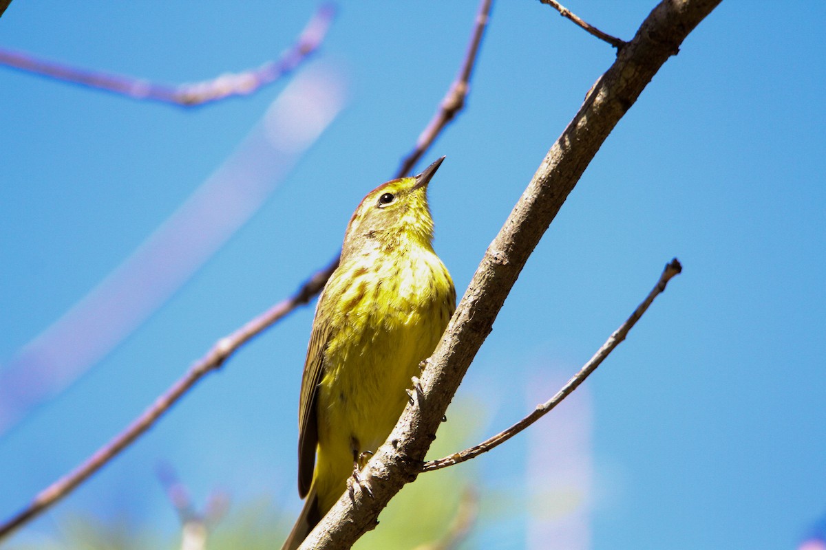 Palm Warbler (Yellow) - Christopher McPherson