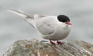  - Arctic Tern