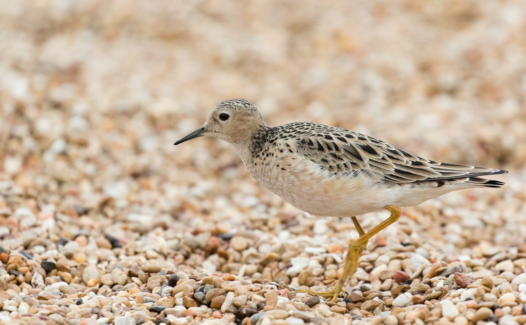 Buff-breasted Sandpiper - Nic Webster