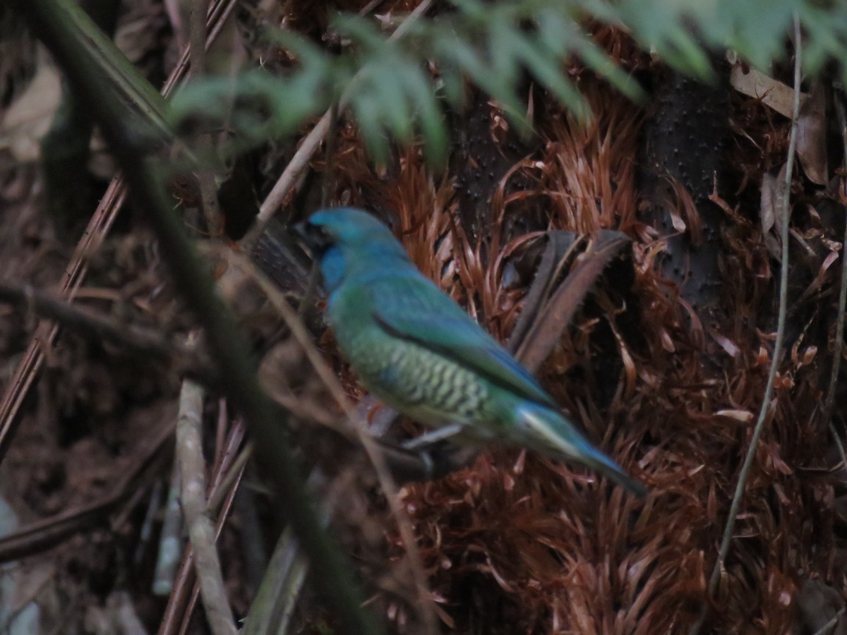 Swallow Tanager - ML272199261
