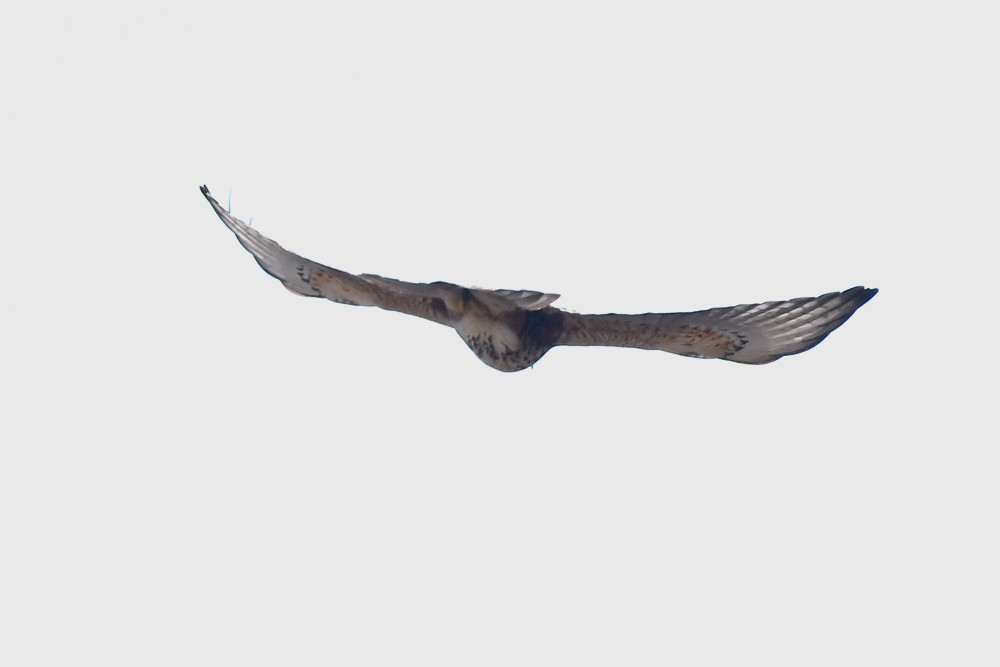 White-throated Hawk - VERONICA ARAYA GARCIA