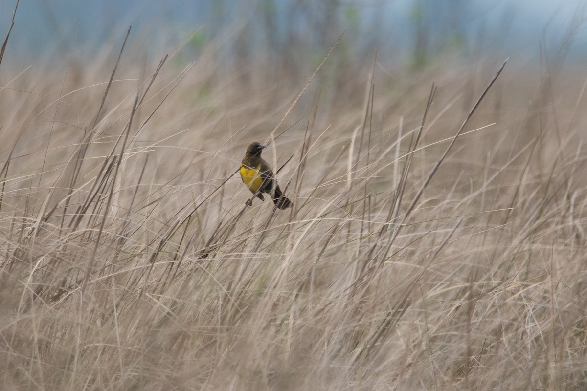 Brown-and-yellow Marshbird - ML272201311