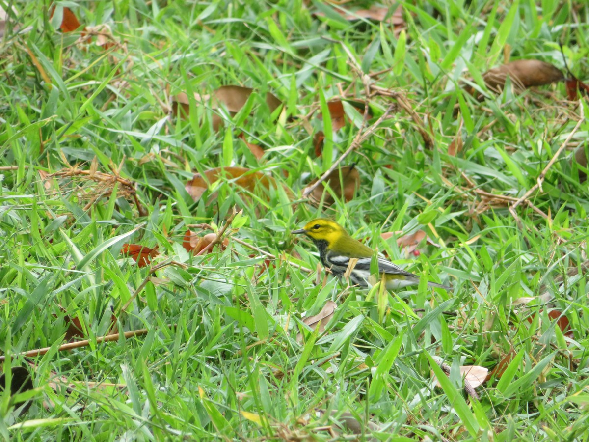 Black-throated Green Warbler - ML272203001