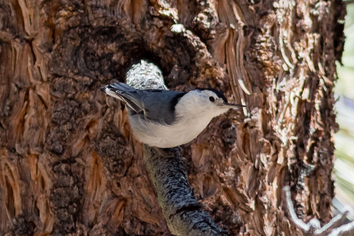 White-breasted Nuthatch - Jeff Bray
