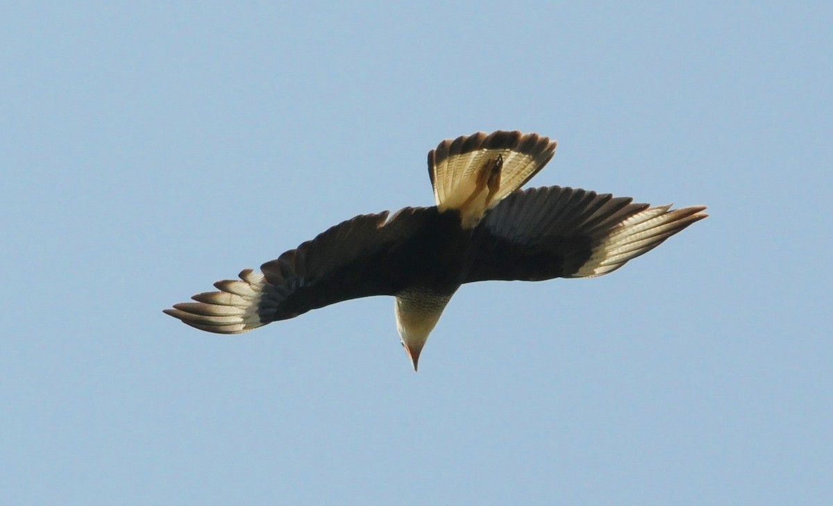 Crested Caracara (Northern) - Sue Riffe