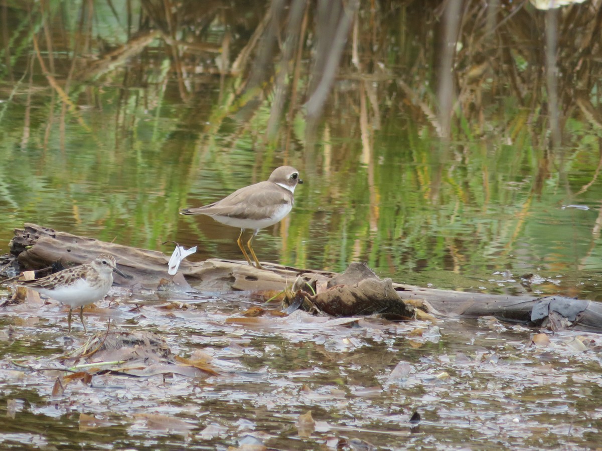 Semipalmated Plover - ML272209131