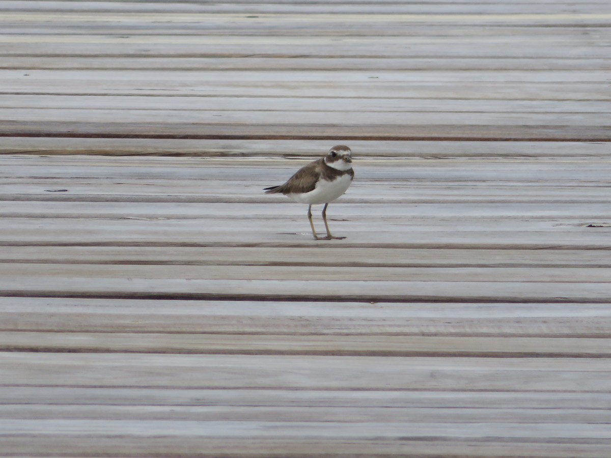 Semipalmated Plover - ML272209721