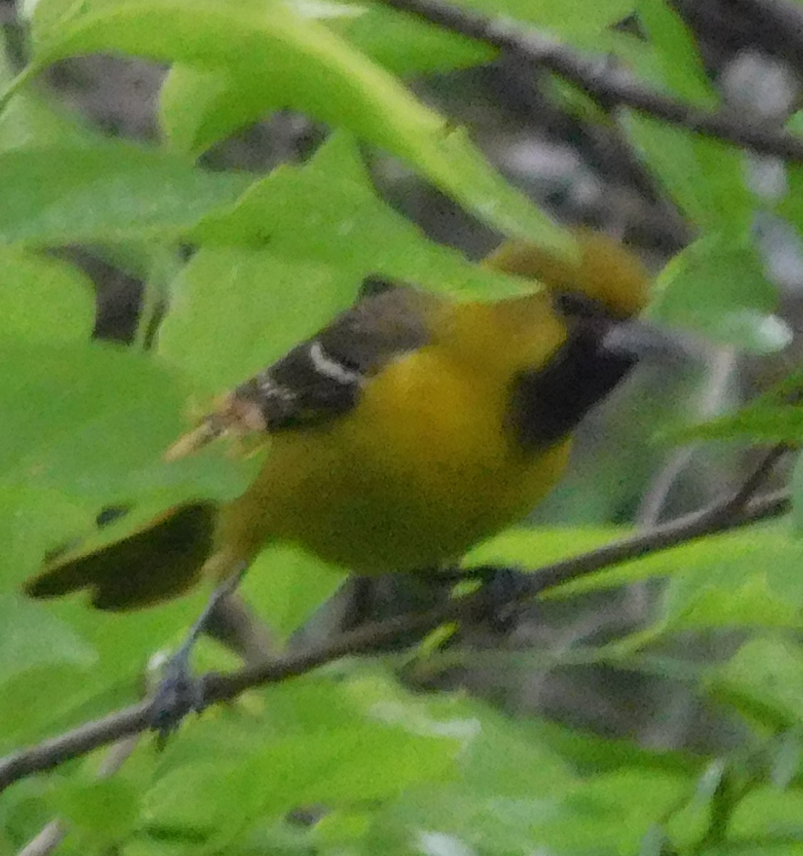 Orchard Oriole - ML27221121
