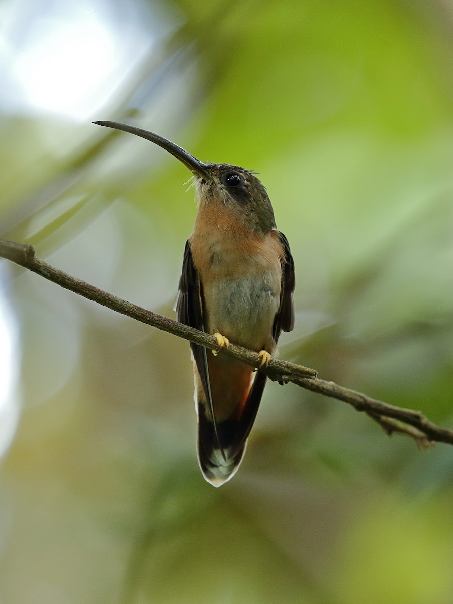 kolibřík bronzový - ML272211281