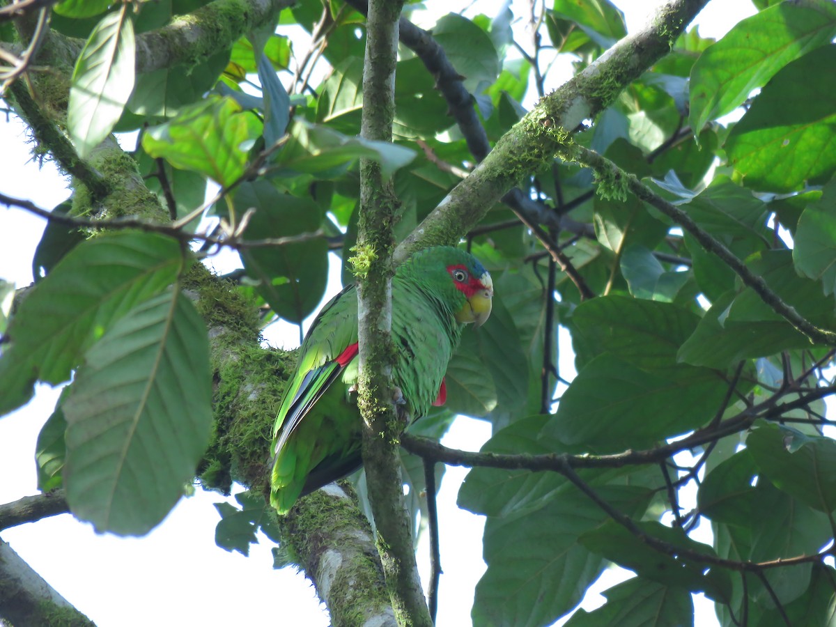 White-fronted Parrot - Moises Siles