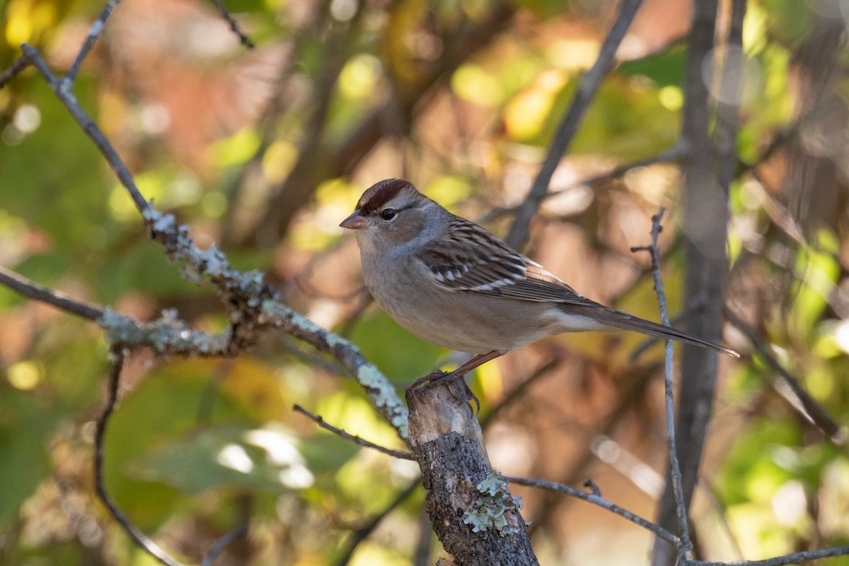 White-crowned Sparrow - Jack Adams