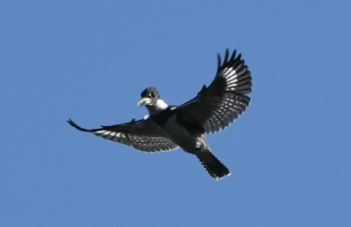 Belted Kingfisher - ML272225621