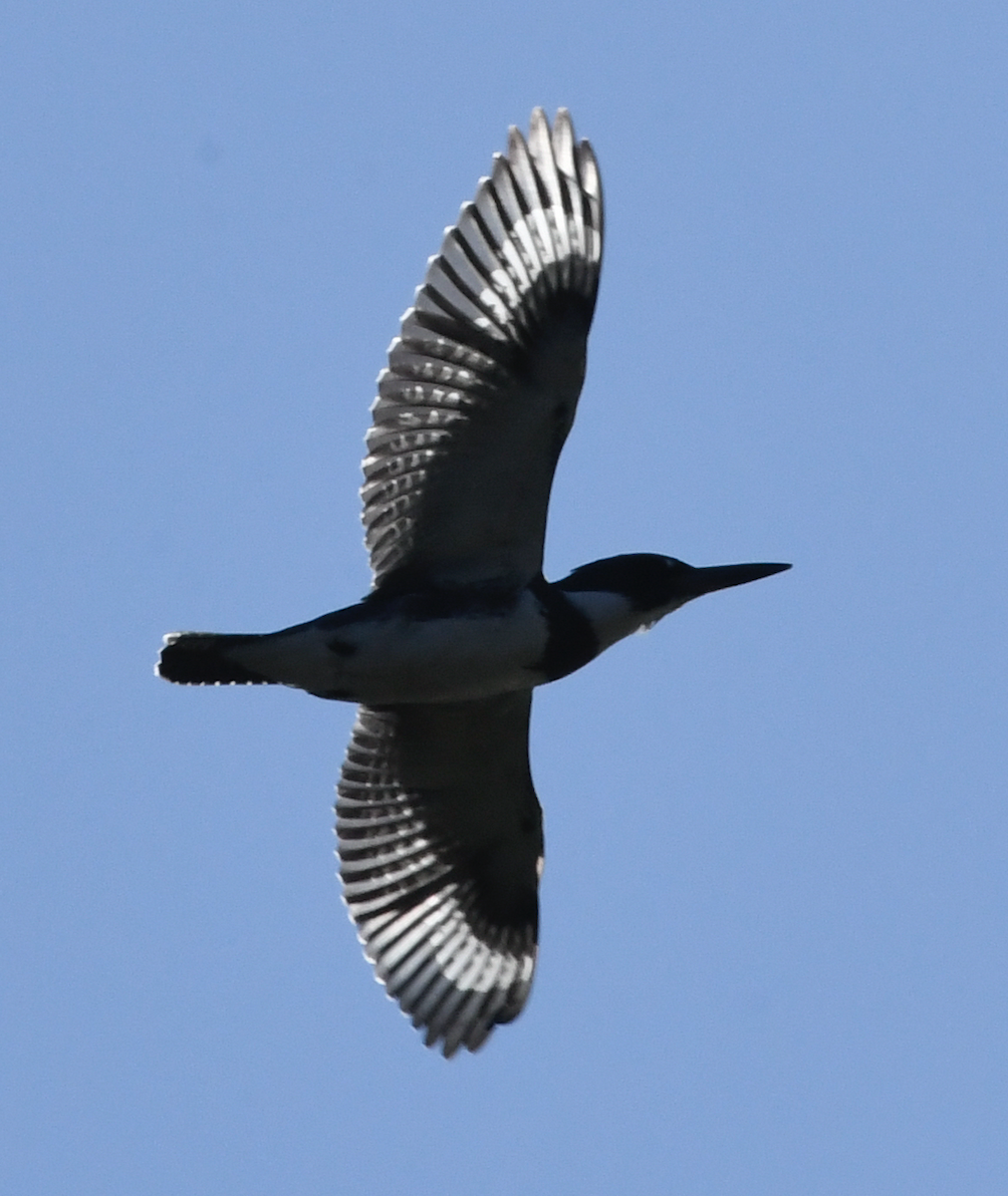 Belted Kingfisher - ML272225691