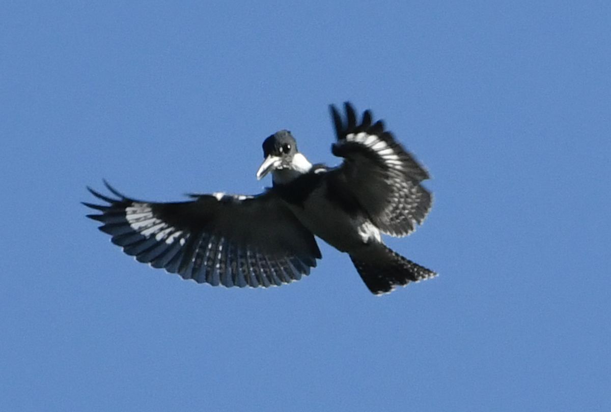 Belted Kingfisher - ML272225711