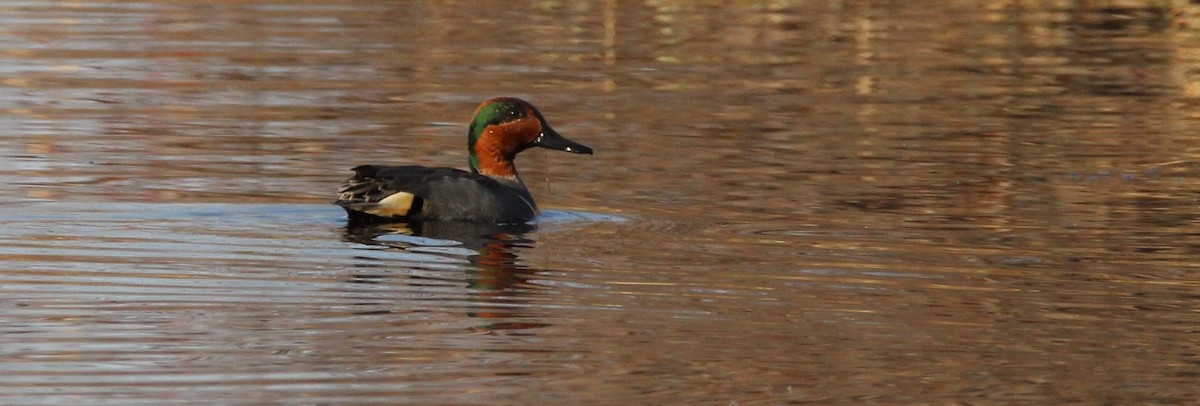 Green-winged Teal - Luc Tremblay