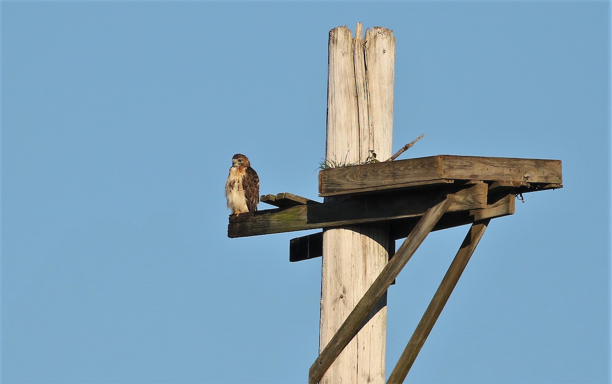 Red-tailed Hawk - ML272233311