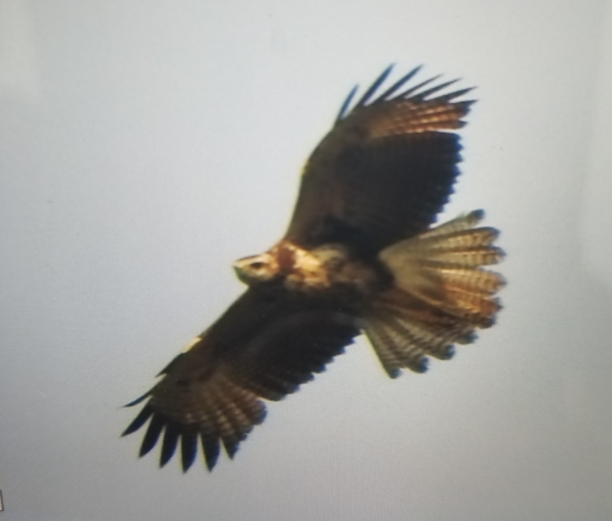 Great Black Hawk - julian baigorria / Iguazú Birdwatching