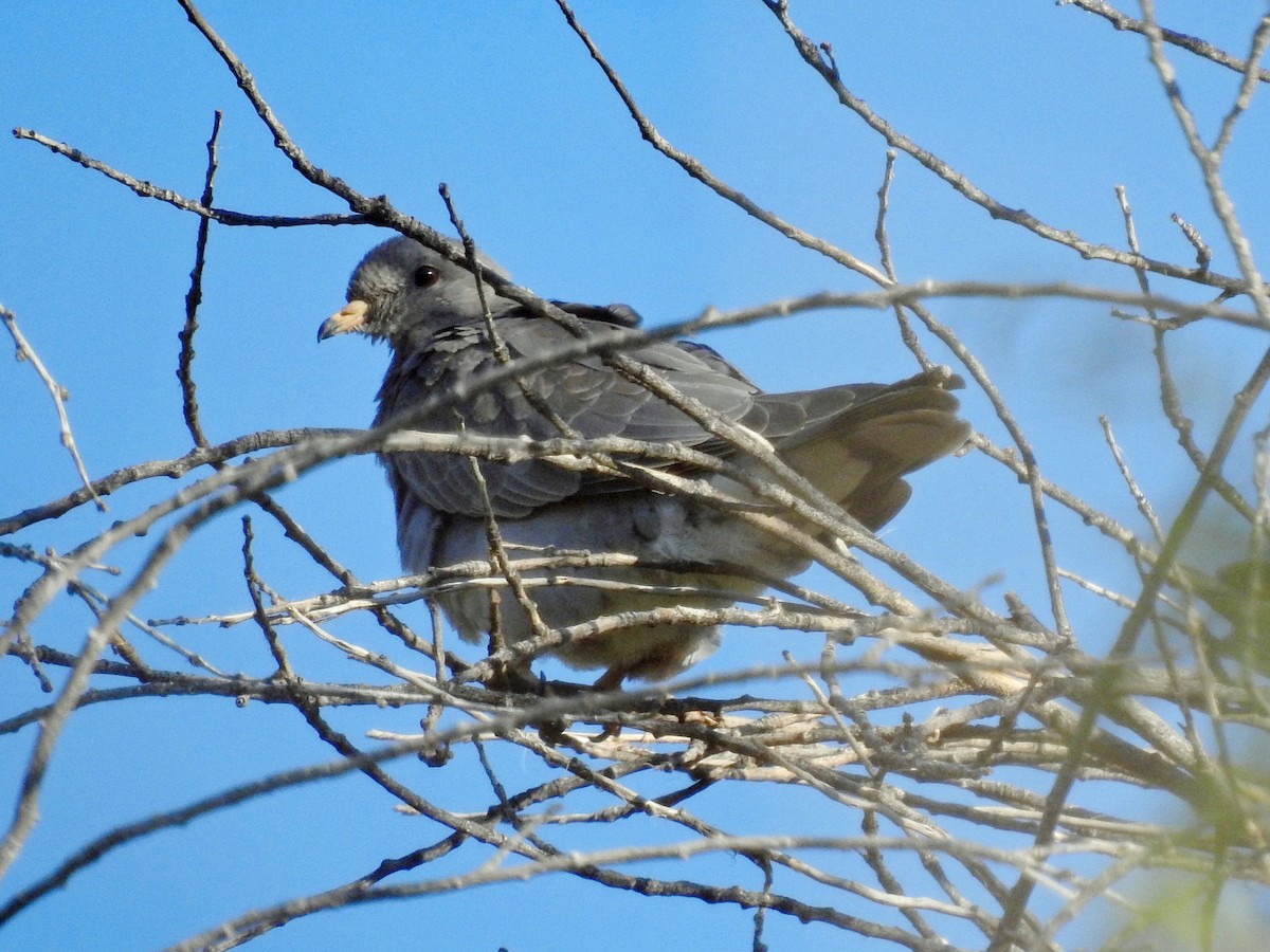 Band-tailed Pigeon - ML272252311