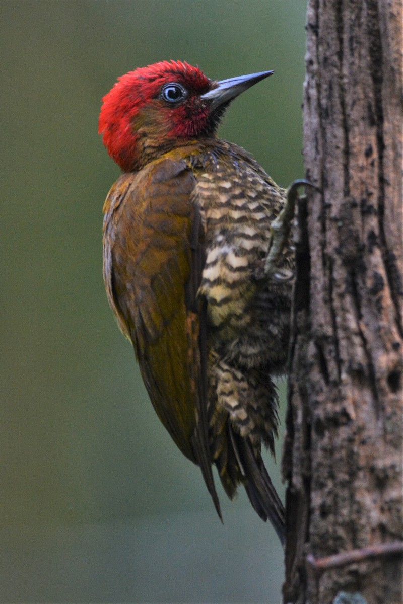 Rufous-winged Woodpecker - ML27225661
