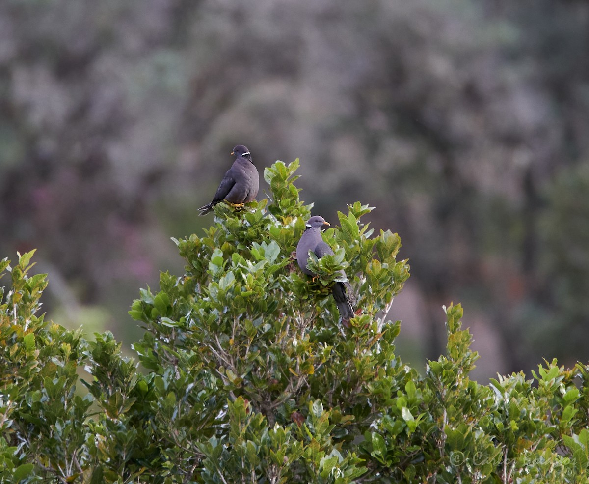 Band-tailed Pigeon - Carlos  Bolaños