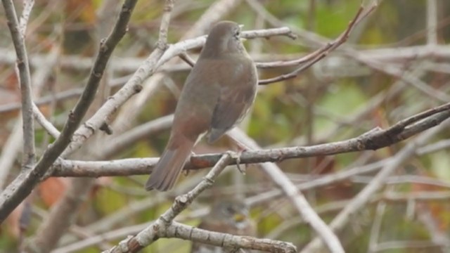 Fox Sparrow (Sooty) - ML272260201