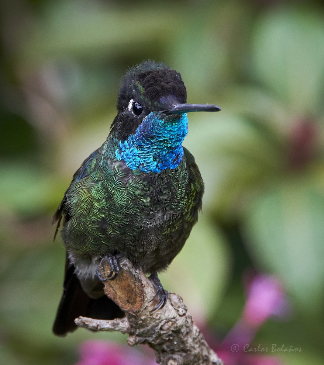 Talamanca Hummingbird - ML272260391